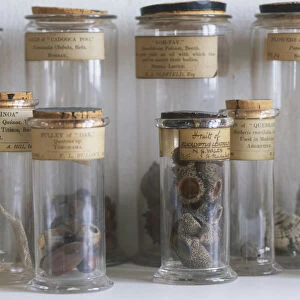Old botanical specimen jars filled with nature finds, front view