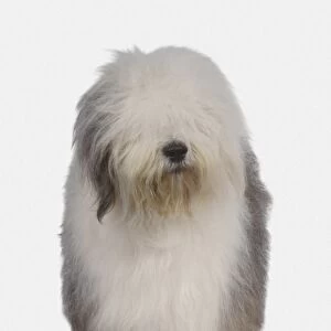 Old English Sheepdog, front view