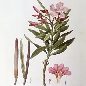 Oleander (Nerium oleander), Henry Louis Duhamel du Monceau, botanical plate by Pierre Joseph Redoute