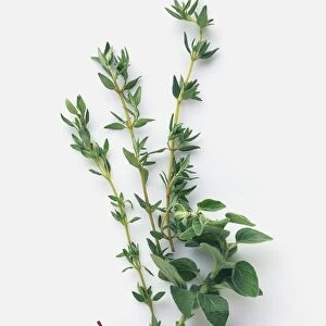 Olives and sprigs of oregano