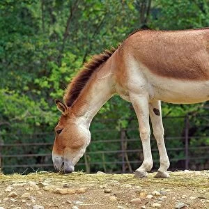 Onager. Equus Hemionus