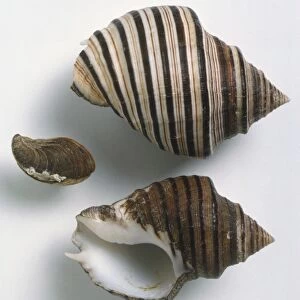 Opeatostoma pseudodon, overhead and underside view of Thorn Latirus shell and Operculum, solid squat shell, inflated body whorl, with light and dark brown, white stripes