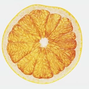 Orange slice, cross-section