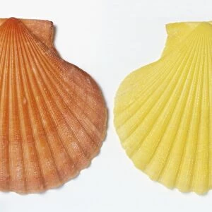 Orange and yellow Austral Scallop shells (Chlamys australis), close up
