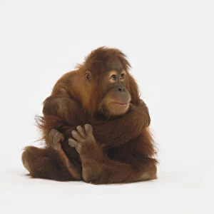 Orangutan (Pongo sp. ) sitting