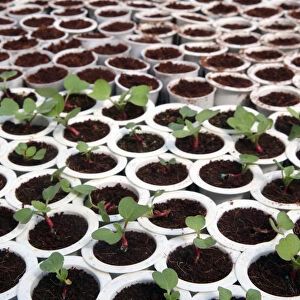 Organic hydroponic vegetable farm. Lettuce rows in greenhouse. Dalat. Vietnam