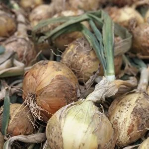Organic onions, close-up