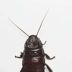 Oriental Cockroach (Blatta orientalis), view from above