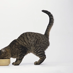 Oriental Spotted Tabby (Felis sylvestris catus) feeding from yellow bowl, side view