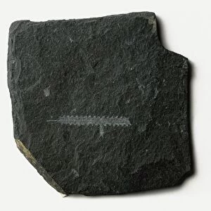 Orthograptus (Graptolite) fossil, impression on dark rock, late-mid Ordovician era