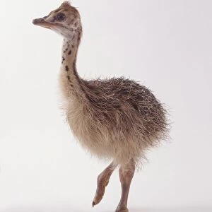 Ostrich (Struthio camelus) chick on one leg, side view