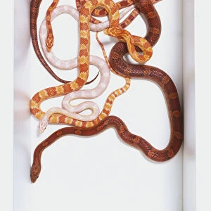 Overhead view of three Corn Snakes coiled around each other, one being a Snow Corn Snake. All the snakes have distinctive markings and large eyes
