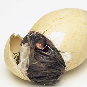 Overhead view of a Maned Duckling in the early stages of hatching from its egg