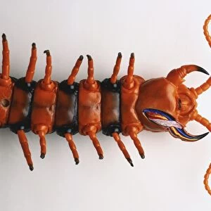 Overhead view of model of upper torso of Giant Tiger Centipede, pair of legs attached to each segment, venom claws behind antennae, cross-section showing venom glands with duct, nerve and muscle
