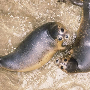 Overhead View of Two Seals Looking Up