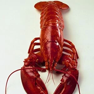 Overhead view of Uncooked Lobster