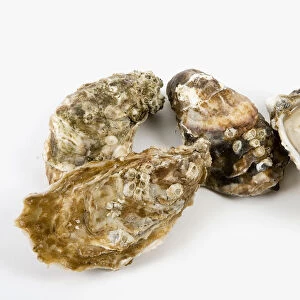 Oyster on white background, close-up