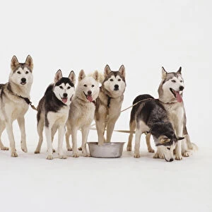 Pack of six Husky dogs
