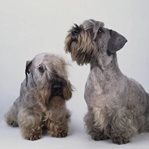 Pair of Cesky Terriers