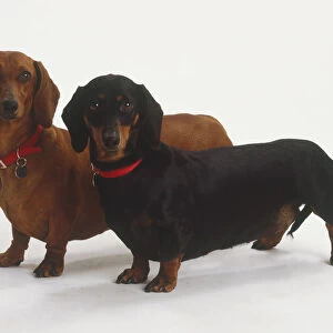Pair of Dachshunds (Canis familiaris), one brown and one black, standing side by side, side view