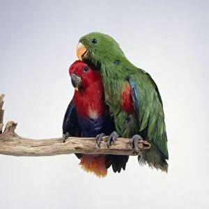 Pair of Eclectus parrots (Eclectus roratus), male and female, perching on branch