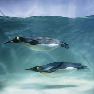 Pair of King penguins (Aptenodytes patagonicus) swimming together, side view
