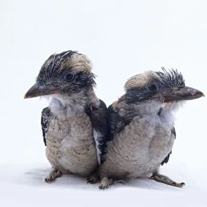 Pair of Kookaburra chicks