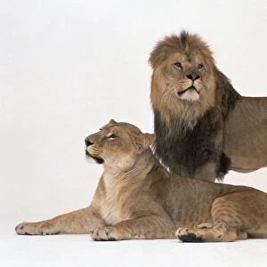 A pair of Lions (Panthera leo), lioness lying down and male lion standing