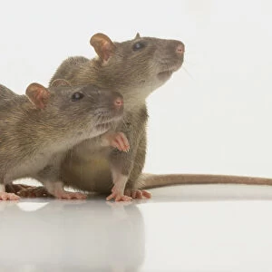 Pair of Rats (Rattus sp. ) sitting side by side, side view