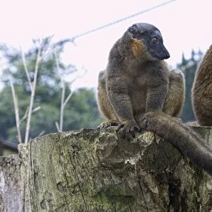 Pair of Red collared lemurs (Eulemur collaris) perching on tree stump