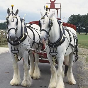 Pair of Shire Horses pulling a red dray, white coat, mane and tail, distinctive heavy feather on strong limbs, wearing strong, ornate bridle, blinker, fly-head terret, and hame chain, front view