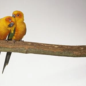 Pair of Sun Parakeet (Aratinga solstitialis) perching on branch