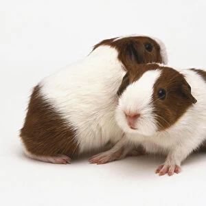 Pair of white and brown Guinea Pigs (Cavia porcellus), standing side by side facing opposite directions, side view