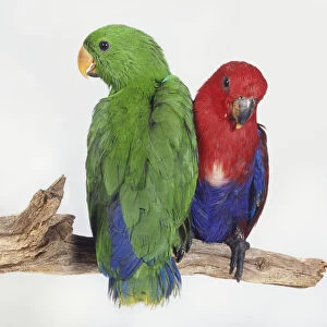 Pair of young Eclectus Parrots, green and blue male and red and blue female, side by side on branch facing in different directions