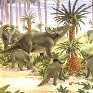 Palaeozoology, Cretaceous period, Dinosaurs, Brachyceratops, illustration by Nike Pike