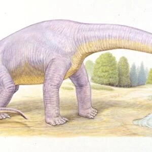 Palaeozoology, Jurassic period, Dinosaurs, Bothriospondylus, illustration by Ryz Hajdul
