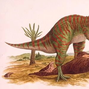 Palaeozoology, Jurassic period, Dinosaurs, Metriacanthosaurus, illustration by Philip Hood