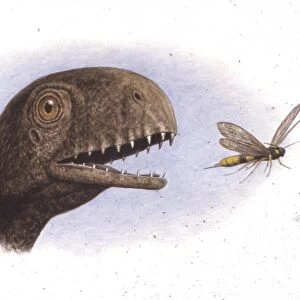 Palaeozoology, Jurassic period, Dinosaurs, Anurognathus preys on insect, illustration by Simon Turuey