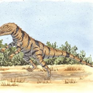 Palaeozoology, Triassic period, Dinosaurs, Gracilisuchus, illustration by Mark Stewart