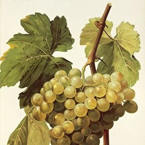 Panse Precoce grape, illustration by A. Kreyder