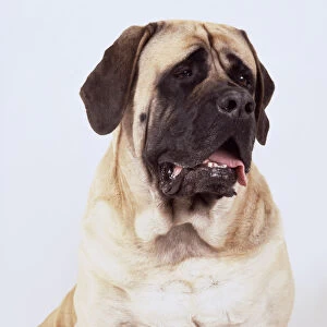 A panting light brown mastiff with a broad black muzzle and drooping jowls, head and neck only