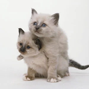 Two pedigree Birman kittens playing together. Pale grey fur