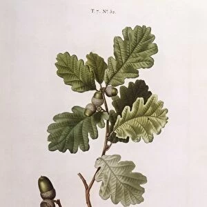 Pedunculate or English oak (Quercus robur), Henry Louis Duhamel du Monceau, botanical plate by Pancrace Bessa