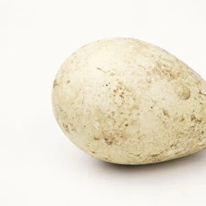 Penguin egg