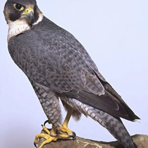 Peregrine falcon perched on a branch, body in profile and head looking behind to its left, grey and white speckled feathers with a white ring of feathers around its neck