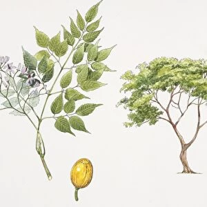 Persian Lilac (Melia azedarach) plant with flower, leaf and drupe, illustration