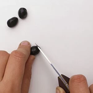 Person cutting Paeonia lutea (Peony) seed before planting, close-up