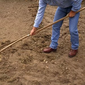 Person raking perennial weeds in field