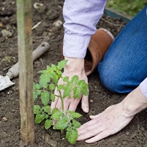 Person using hands to tamp down soil at base of tomato plant