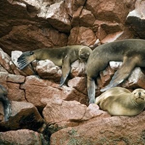 Peru, Islas Ballestas, sea lions resting on rocks